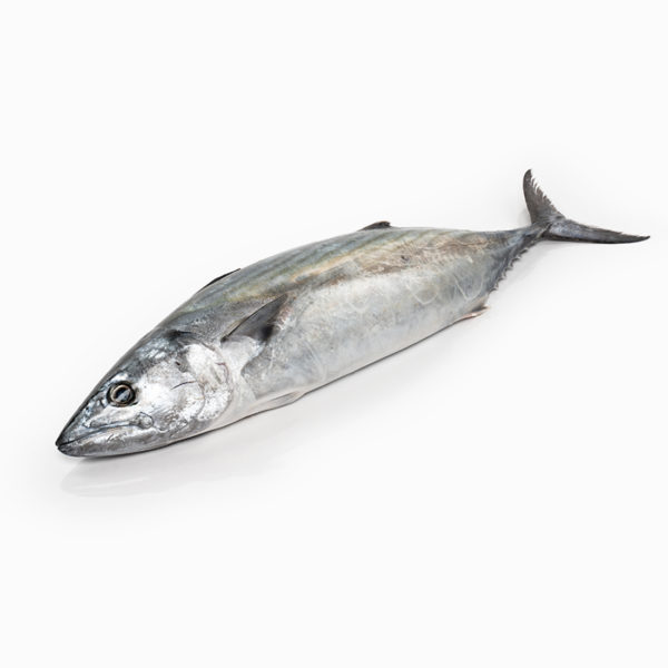 Bonítol (2 kg)