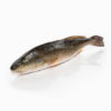 Corvina