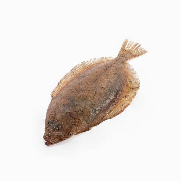 Gall