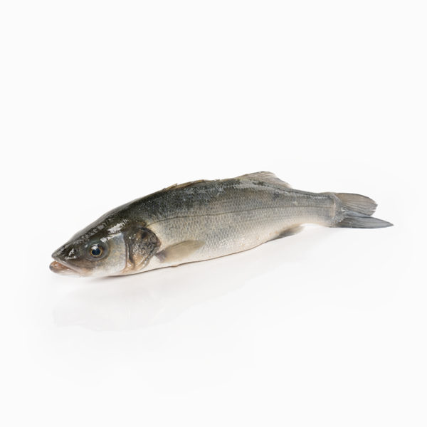 Llobarro