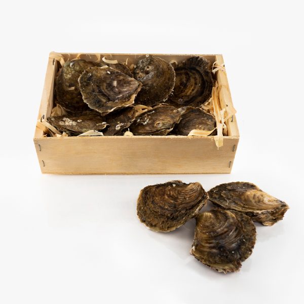 Ostra gallega