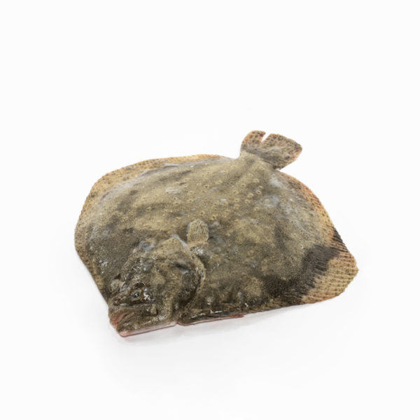 Turbot