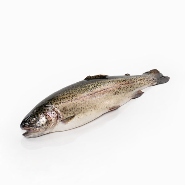 Truita salmonada