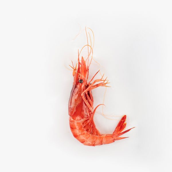 Gamba grossa