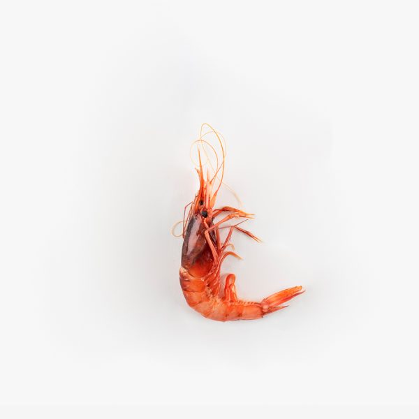 Gamba petita